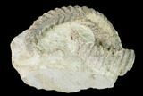Cretaceous Fossil Oyster (Rastellum) in Rock - Texas #145360-3